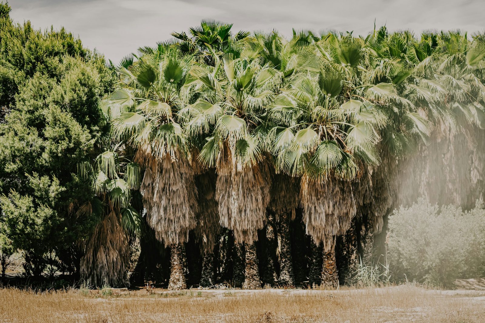 Palmeral de Elche, Patrimonio de la Humanidad